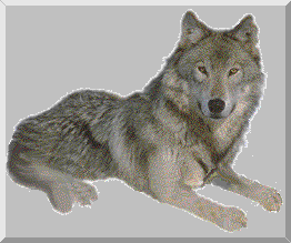 Mother Wolf Web Page